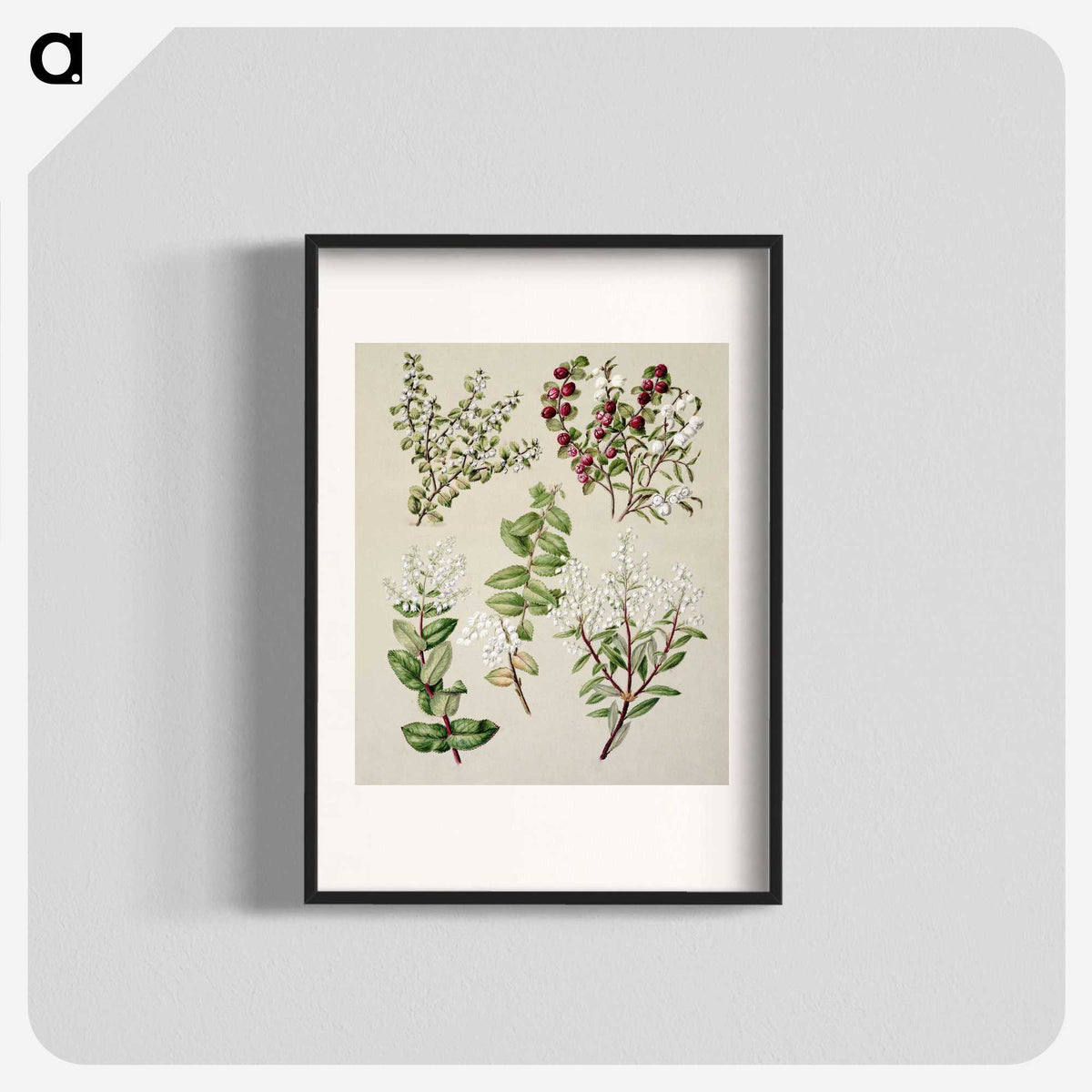 1-37_Native-Flowering-Plants-of-New-Zealand_blk