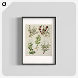 1-37_Native-Flowering-Plants-of-New-Zealand_blk
