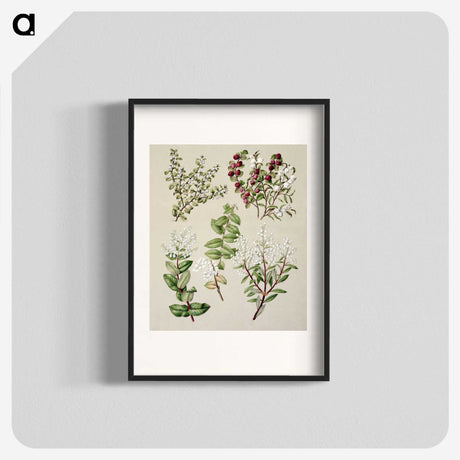 1-37_Native-Flowering-Plants-of-New-Zealand_blk