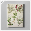 1-37_Native-Flowering-Plants-of-New-Zealand_canvas