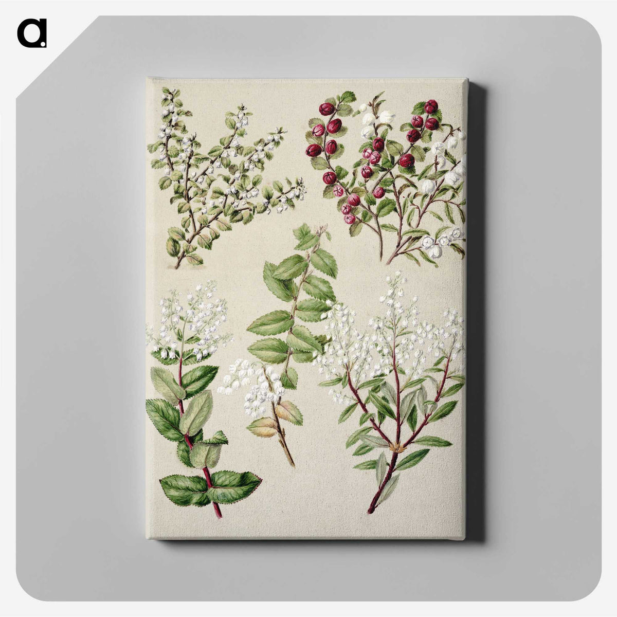 1-37_Native-Flowering-Plants-of-New-Zealand_canvas