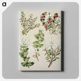 1-37_Native-Flowering-Plants-of-New-Zealand_canvas