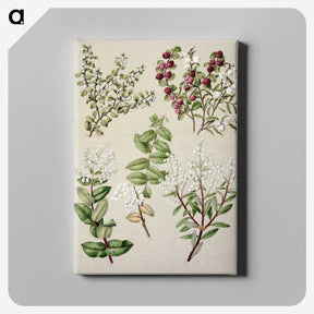 1-37_Native-Flowering-Plants-of-New-Zealand_canvas