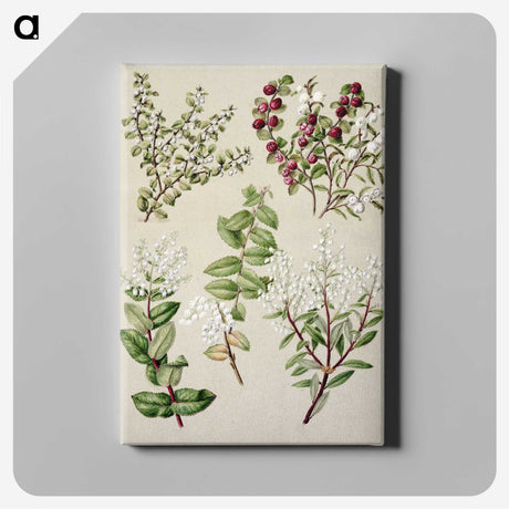 1-37_Native-Flowering-Plants-of-New-Zealand_canvas