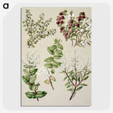 1-37_Native-Flowering-Plants-of-New-Zealand_picture-crop