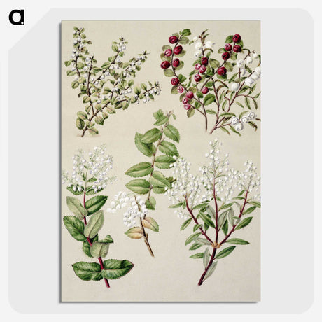 1-37_Native-Flowering-Plants-of-New-Zealand_picture-crop