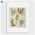 1-37_Native-Flowering-Plants-of-New-Zealand_picture