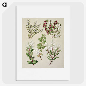 1-37_Native-Flowering-Plants-of-New-Zealand_picture