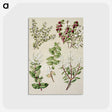 1-37_Native-Flowering-Plants-of-New-Zealand_postcard