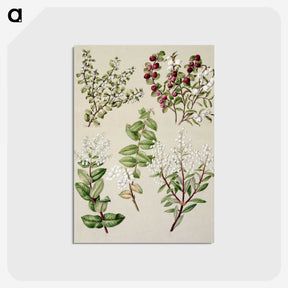 1-37_Native-Flowering-Plants-of-New-Zealand_postcard