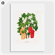 1-37_Nederlandsche-Flora-en-Pomona_picture