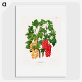 1-37_Nederlandsche-Flora-en-Pomona_picture
