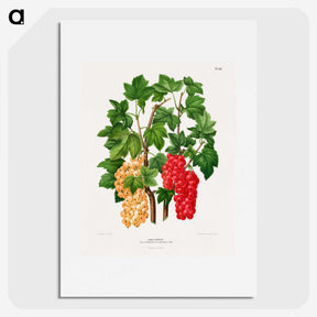 1-37_Nederlandsche-Flora-en-Pomona_picture