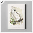 1-37_Parrots-in-Captivity_canvas