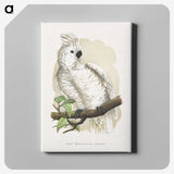1-37_Parrots-in-Captivity_canvas