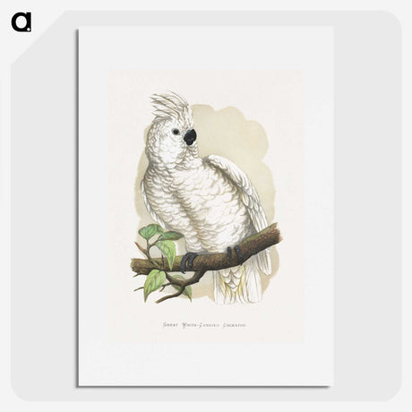 1-37_Parrots-in-Captivity_picture