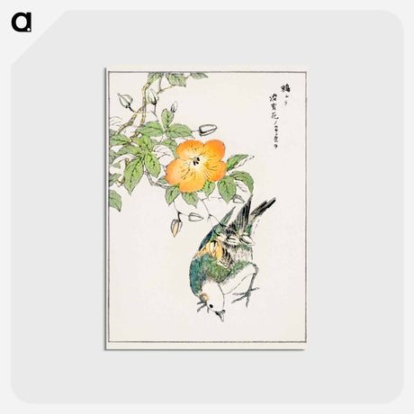 アートポストカード-Grey Starling and Cercidiphyllum Japonicum
 - 鳥類図鑑 Postcard.