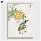 1-37_Pictorial-Monograph-of-Birds_picture-crop