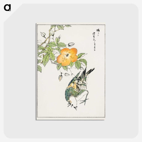 1-37_Pictorial-Monograph-of-Birds_postcard
