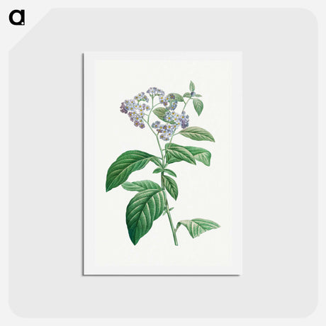 アートポストカード-Forget Me Not - ピエール ジョゼフ ルドゥーテ Postcard.