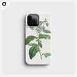1-37_Pierre-Joseph-Redoute_phone