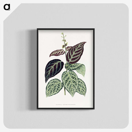 1-37_Plants-with-Colored-Foliage_blk-crop
