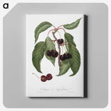 1-37_Pomona-Italiana_canvas