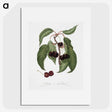 1-37_Pomona-Italiana_picture
