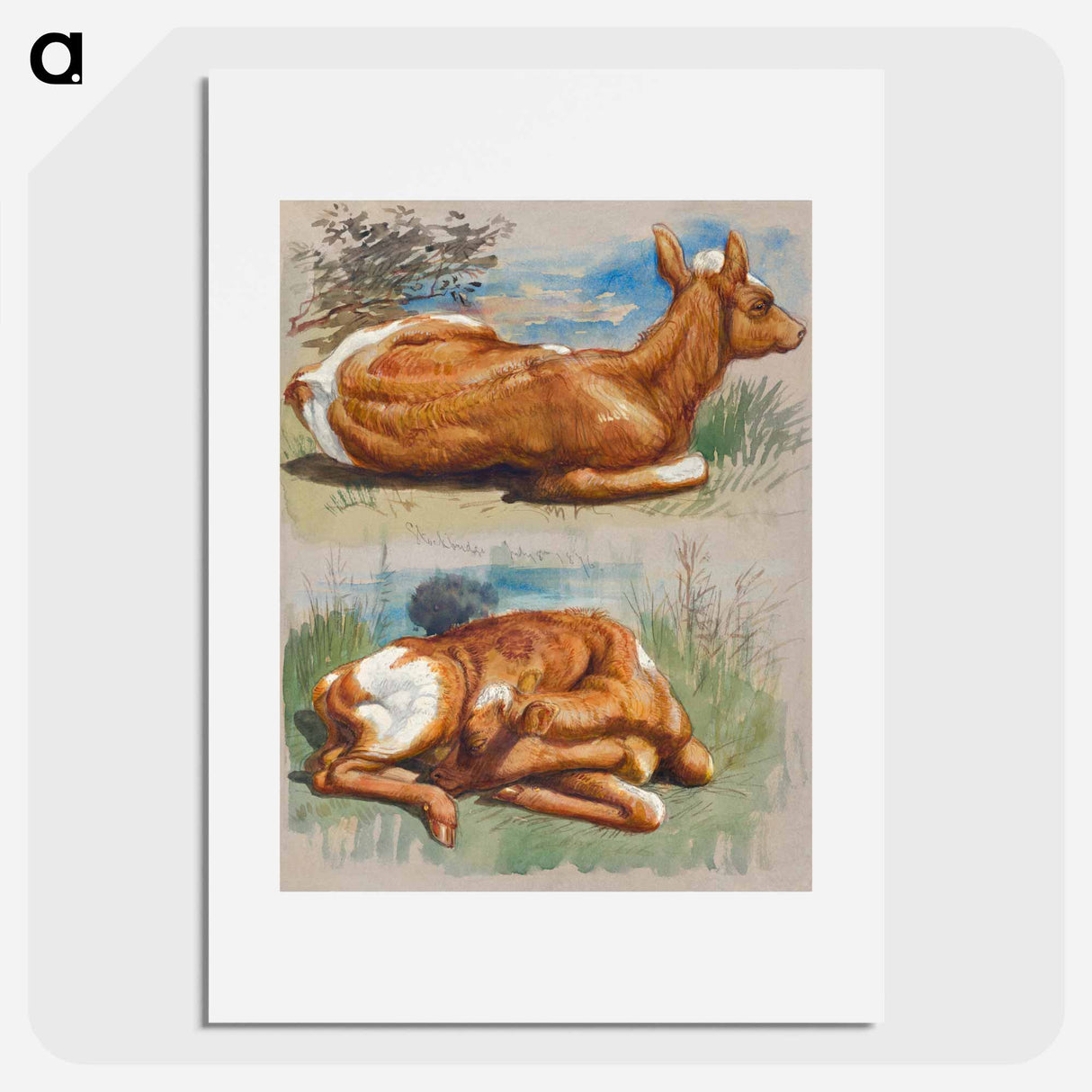 Studies of Calves, Stockbridge - サミュエル コールマン Poster.