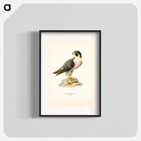アートポスター-Peregrine Falcon
 - スヴェンスカ フォグラル Poster.