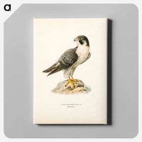 アートパネル-Peregrine Falcon
 - スヴェンスカ フォグラル Canvas.
