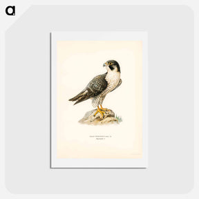 アートポストカード-Peregrine Falcon
 - スヴェンスカ フォグラル Postcard.