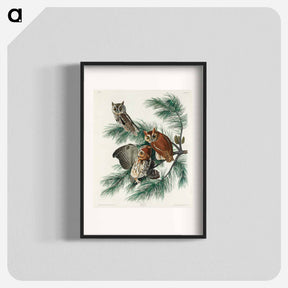 アートポスター-Little Screech Owl from Birds of America
 - アメリカの鳥たち Poster.