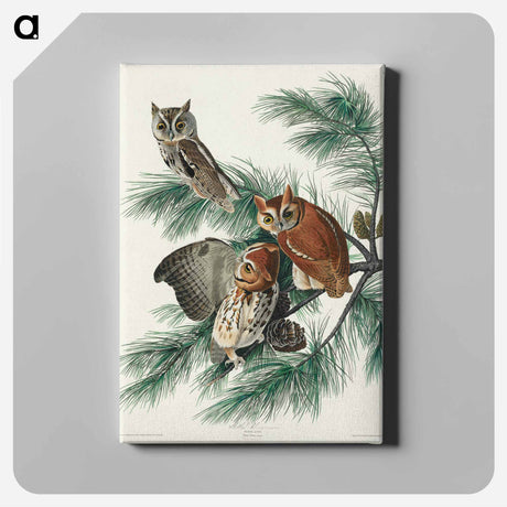 アートパネル-Little Screech Owl from Birds of America
 - アメリカの鳥たち Canvas.
