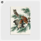 アートポストカード-Little Screech Owl from Birds of America
 - アメリカの鳥たち Postcard.