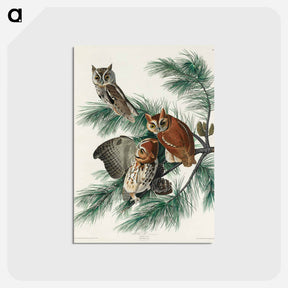 アートポストカード-Little Screech Owl from Birds of America
 - アメリカの鳥たち Postcard.