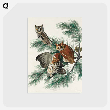 アートポストカード-Little Screech Owl from Birds of America
 - アメリカの鳥たち Postcard.
