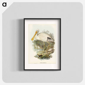 アートポスター-Yellow-legged Spoonbill
 - オーストラリアの鳥 Poster.
