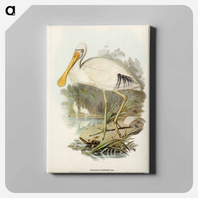 アートパネル-Yellow-legged Spoonbill
 - オーストラリアの鳥 Canvas.