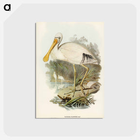 アートポストカード-Yellow-legged Spoonbill
 - オーストラリアの鳥 Postcard.