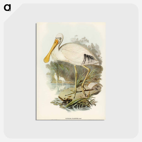 アートポストカード-Yellow-legged Spoonbill
 - オーストラリアの鳥 Postcard.