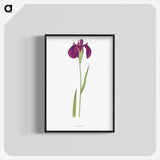 1-37_The-Genus-Iris_blk-crop