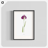 1-37_The-Genus-Iris_blk