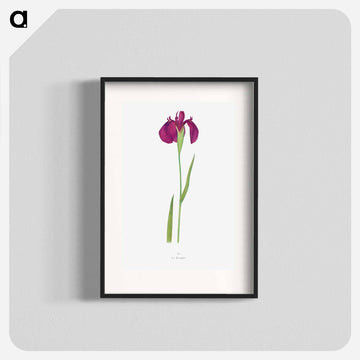 Iris Kaempferi from The genus Iris
 - アヤメ属 Poster.