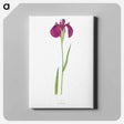 アートパネル-Iris Kaempferi from The genus Iris
 - アヤメ属 Canvas.