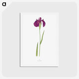 1-37_The-Genus-Iris_hagaki