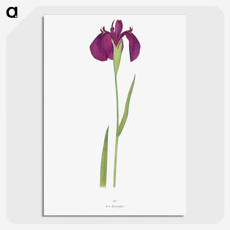 1-37_The-Genus-Iris_picture-crop