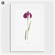 1-37_The-Genus-Iris_picture
