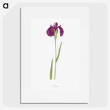 1-37_The-Genus-Iris_picture