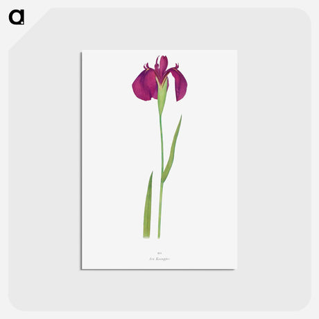 アートポストカード-Iris Kaempferi from The genus Iris
 - アヤメ属 Postcard.